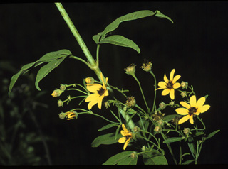tall coreopsis